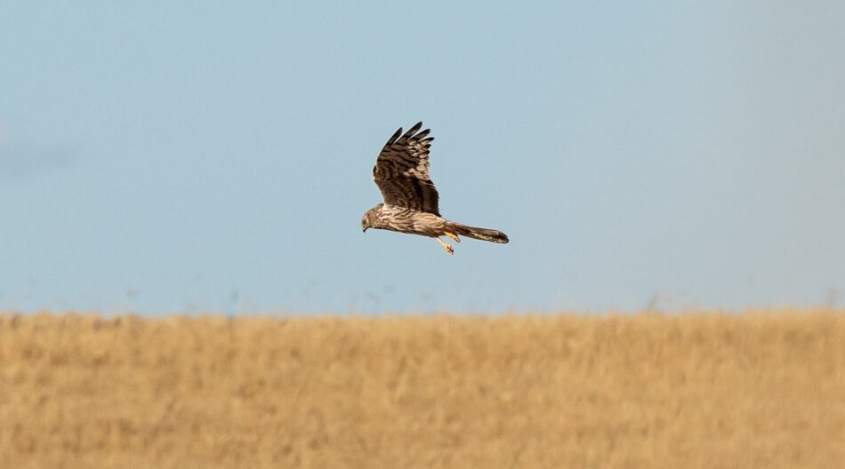 LIFE SOS Pygargus: arranca un proyecto a favor del aguilucho cenizo que también beneficiará al agricultor