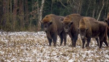 Investigadores de 25 universidades desaconsejan la introducción del bisonte europeo en la Península