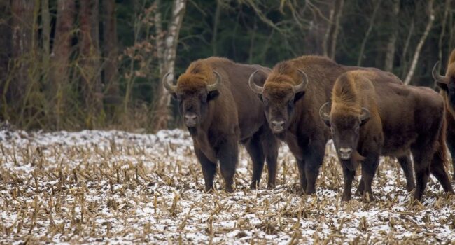 Investigadores de 25 universidades desaconsejan la introducción del bisonte europeo en la Península