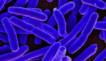 Las bacterias modifican sus ribosomas para esquivar a los antibióticos