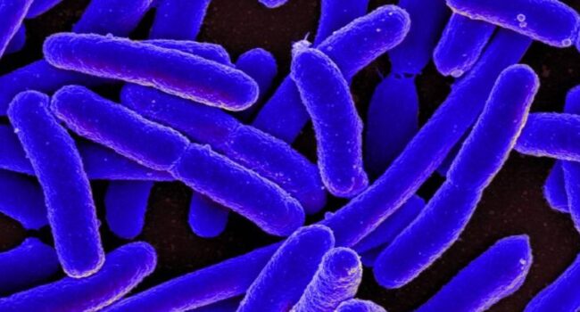 Las bacterias modifican sus ribosomas para esquivar a los antibióticos