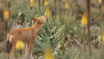 Lobo etíope, primer carnívoro que se alimenta del néctar floral