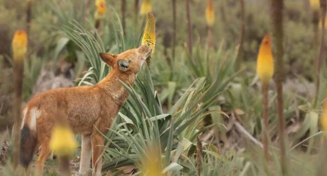 Lobo etíope, primer carnívoro que se alimenta del néctar floral