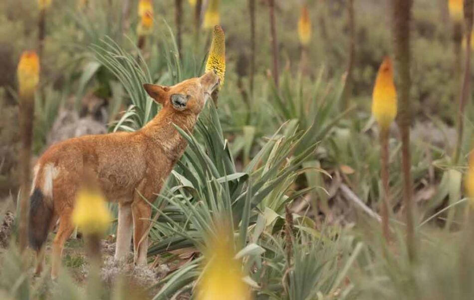 Lobo etíope, primer carnívoro que se alimenta del néctar floral