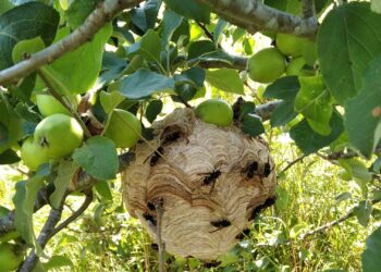 Acabar con la avispa asiática no puede ser a costa de acabar con el resto de la fauna