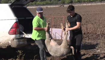 Ecologistas en Acción apoya a la ganadería afectadas por la lengua azul y ha trasladado sus preocupaciones a la Junta