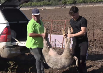 Ecologistas en Acción apoya a la ganadería afectadas por la lengua azul y ha trasladado sus preocupaciones a la Junta