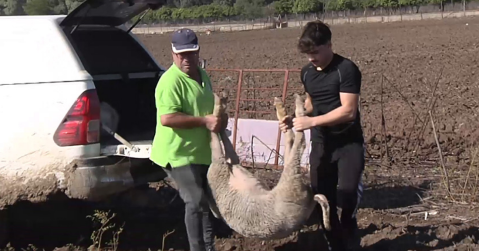 Ecologistas en Acción apoya a la ganadería afectadas por la lengua azul y ha trasladado sus preocupaciones a la Junta