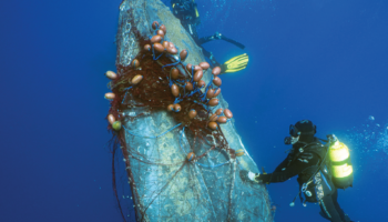 Una nueva investigación revela la pesca ilegal sistemática con redes de deriva en aguas marroquíes