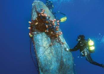 Una nueva investigación revela la pesca ilegal sistemática con redes de deriva en aguas marroquíes