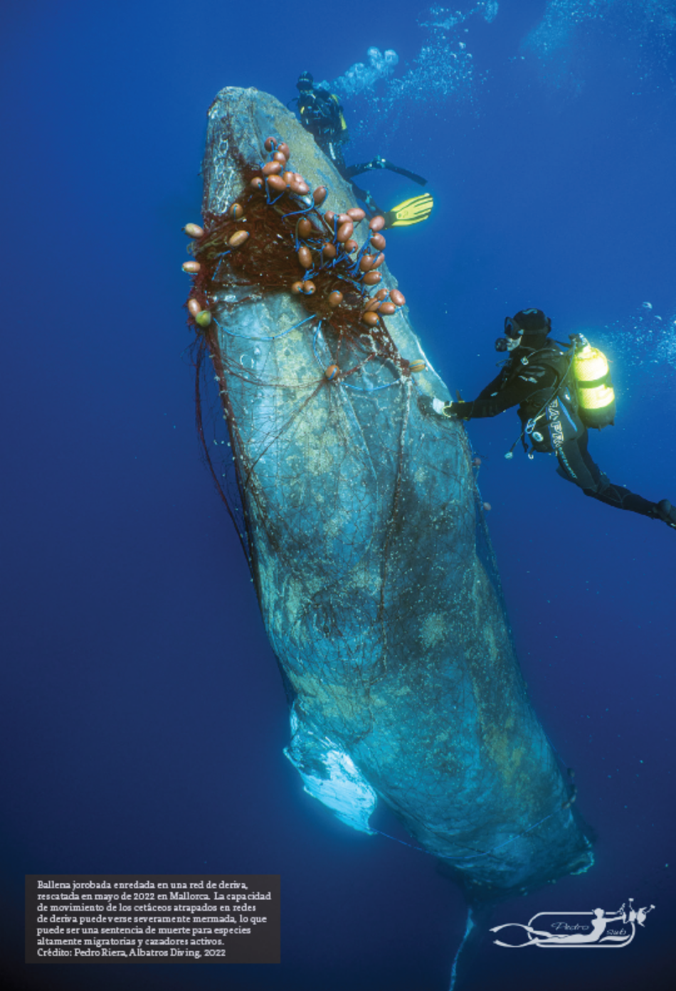 Una nueva investigación revela la pesca ilegal sistemática con redes de deriva en aguas marroquíes