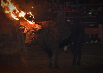 PACMA denuncia amenazas e insultos tras lograr la suspensión del Toro Júbilo de Medinaceli