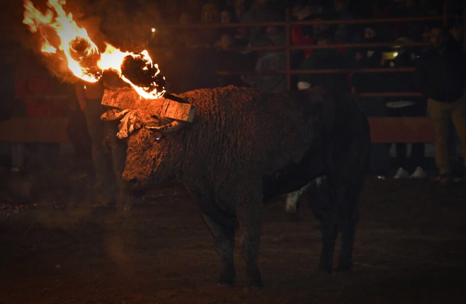 PACMA denuncia amenazas e insultos tras lograr la suspensión del Toro Júbilo de Medinaceli