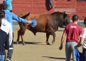 Animalistas Sanse se opone a los encierros previstos en las fiestas de San Sebastián Mártir y al adoctrinamiento infantil en el maltrato animal