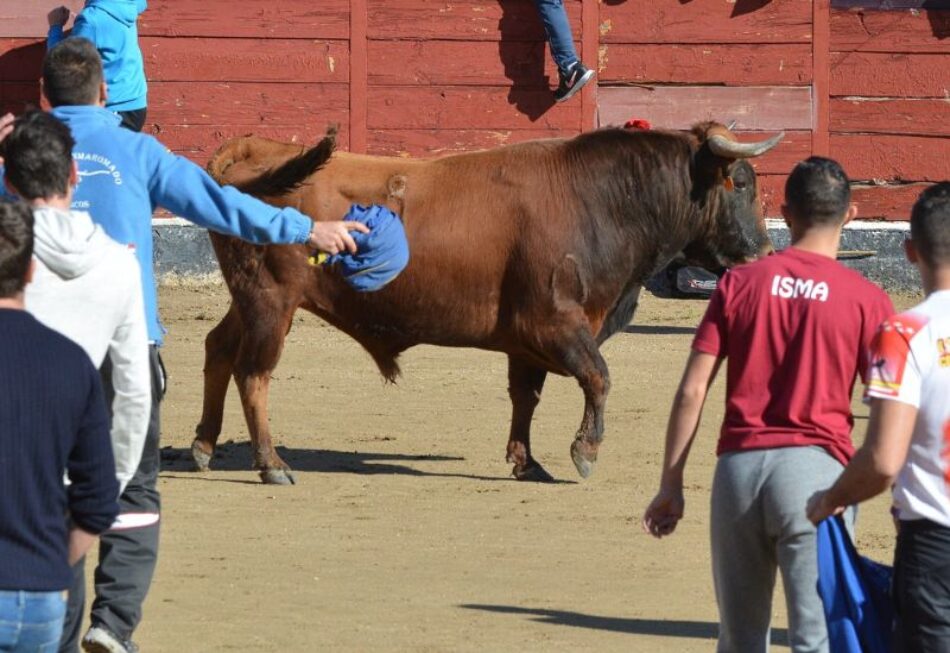 Animalistas Sanse se opone a los encierros previstos en las fiestas de San Sebastián Mártir y al adoctrinamiento infantil en el maltrato animal