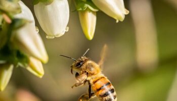 España debe prohibir el glifosato en usos no agrícolas