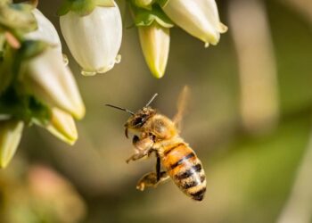 España debe prohibir el glifosato en usos no agrícolas