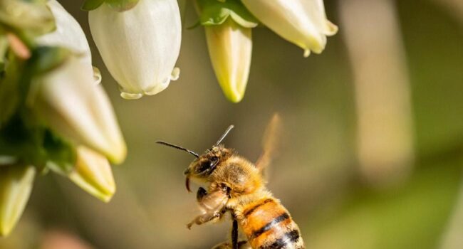 España debe prohibir el glifosato en usos no agrícolas