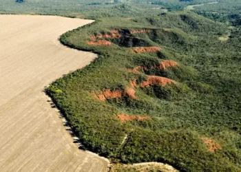 La deforestación disminuye en la sabana y la selva amazónica de Brasil, pero el objetivo cero sigue estando lejos