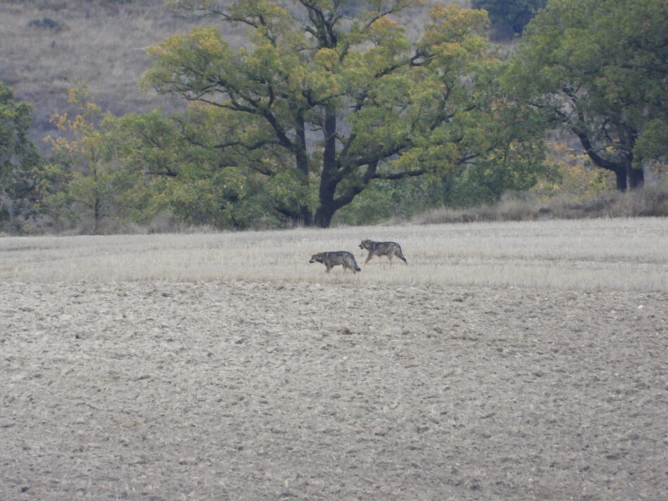 PACMA denuncia la manipulación de datos en el censo del lobo y exige la dimisión de Quiñones