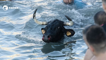 PACMA pone el foco en los bous a la mar de Dénia tras lograr suspender el Toro Júbilo