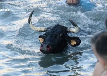 PACMA pone el foco en los bous a la mar de Dénia tras lograr suspender el Toro Júbilo