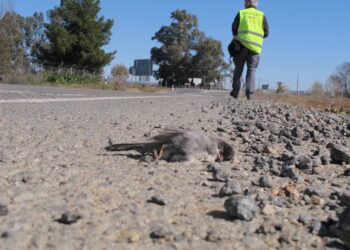 El MITECO publica un estudio pionero sobre la mortalidad de vertebrados en las carreteras