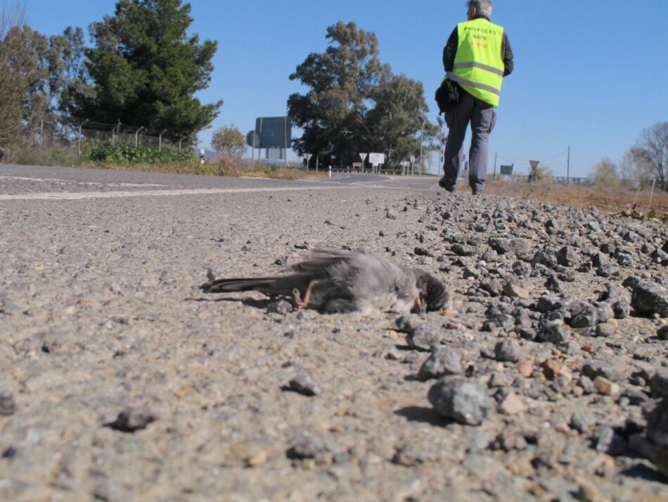 El MITECO publica un estudio pionero sobre la mortalidad de vertebrados en las carreteras