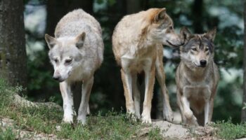 Ecologistas en Acción denuncian la rebaja del estatus de protección del lobo y alertan que será contraproducente para el mundo rural