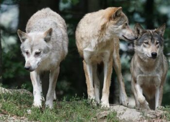 Ecologistas en Acción denuncian la rebaja del estatus de protección del lobo y alertan que será contraproducente para el mundo rural