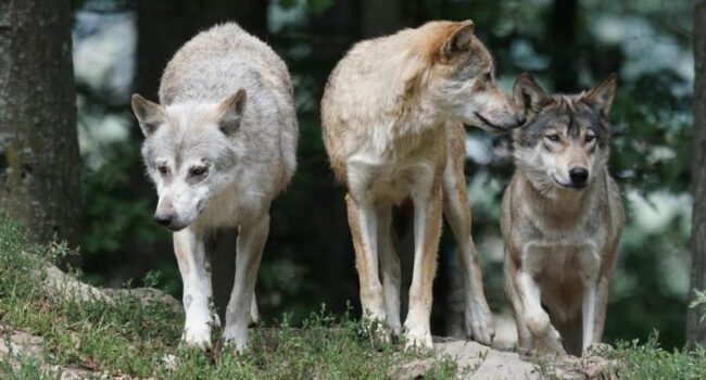 Ecologistas en Acción denuncian la rebaja del estatus de protección del lobo y alertan que será contraproducente para el mundo rural