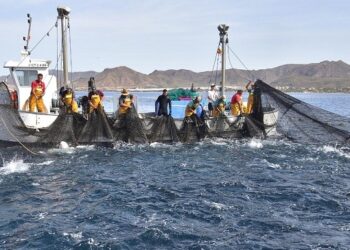 Alianza Verde denuncia que la crisis actual de la pesca en el Mediterráneo es consecuencia de años de inacción de las administraciones, pero advierte de que la propuesta de la Comisión Europea es devastadora 