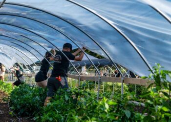 Advierten del impacto de los pesticidas en la salud de los agricultores de invernadero