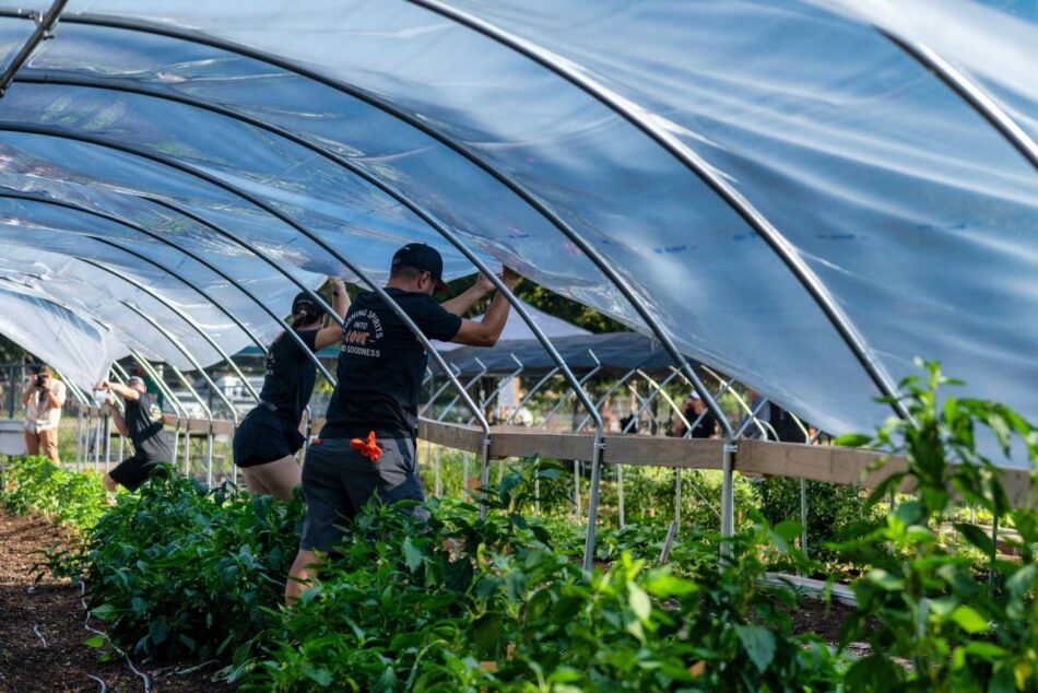 Advierten del impacto de los pesticidas en la salud de los agricultores de invernadero