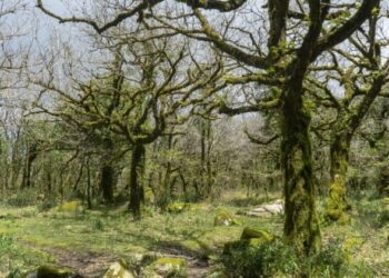 Verdes Equo presenta alegaciones a la Ley para la Gestión Ambiental de Andalucía para garantizar el control público en la protección ambiental