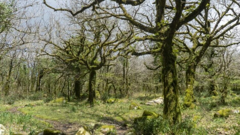 Verdes Equo presenta alegaciones a la Ley para la Gestión Ambiental de Andalucía para garantizar el control público en la protección ambiental