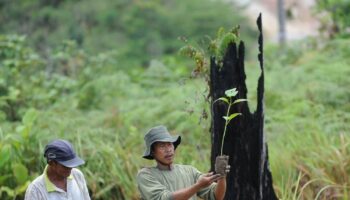 Noruega premia a Indonesia por reducir significativamente la deforestación