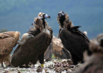 Llegan los primeros buitres negros que serán liberados en el Parque Natural de Els Ports, en Cataluña