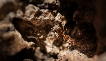 La hormiga argentina, el invasor entre los alcornoques de Doñana