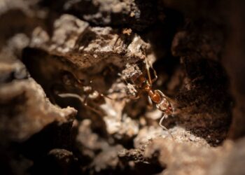 La hormiga argentina, el invasor entre los alcornoques de Doñana