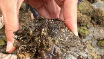 La planaria, una nueva amenaza para el medio marino europeo