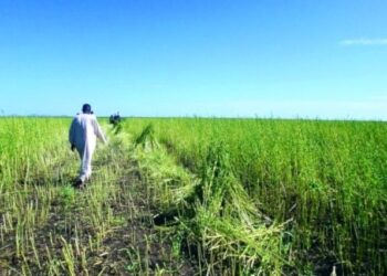 Sudán rechaza politización de la seguridad alimentaria