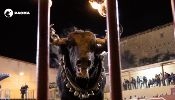 PACMA rechaza las pretensiones de Ayuso de legalizar los toros embolados en Madrid