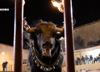 PACMA rechaza las pretensiones de Ayuso de legalizar los toros embolados en Madrid