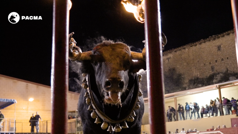 PACMA rechaza las pretensiones de Ayuso de legalizar los toros embolados en Madrid