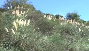 SEO/BirdLife actuará en el Delta del Ebro (Tarragona) contra la expansión del plumero de la Pampa