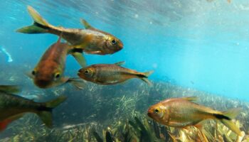 El 34 % de la fauna de agua dulce en Europa y el 12 % en España está amenazada de extinción