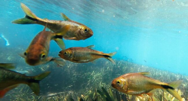 El 34 % de la fauna de agua dulce en Europa y el 12 % en España está amenazada de extinción