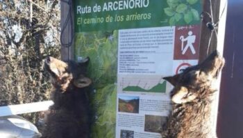 Alianza Verde denuncia en el Congreso la impunidad de los ataques contra los lobos