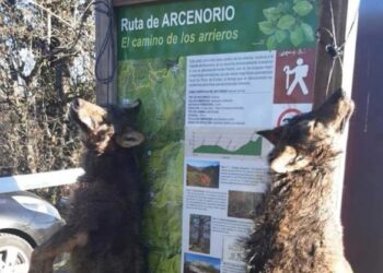 Alianza Verde denuncia en el Congreso la impunidad de los ataques contra los lobos